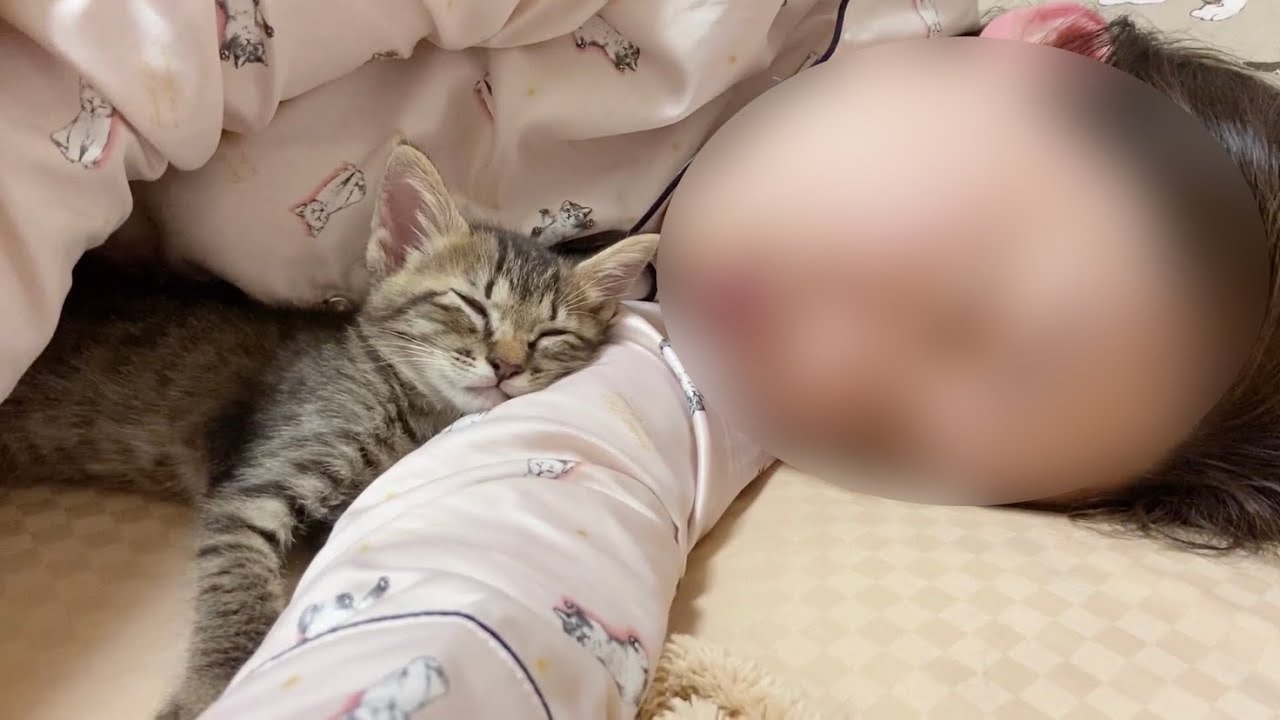 子猫が初めて添い寝をしてくれました！【保護猫】
