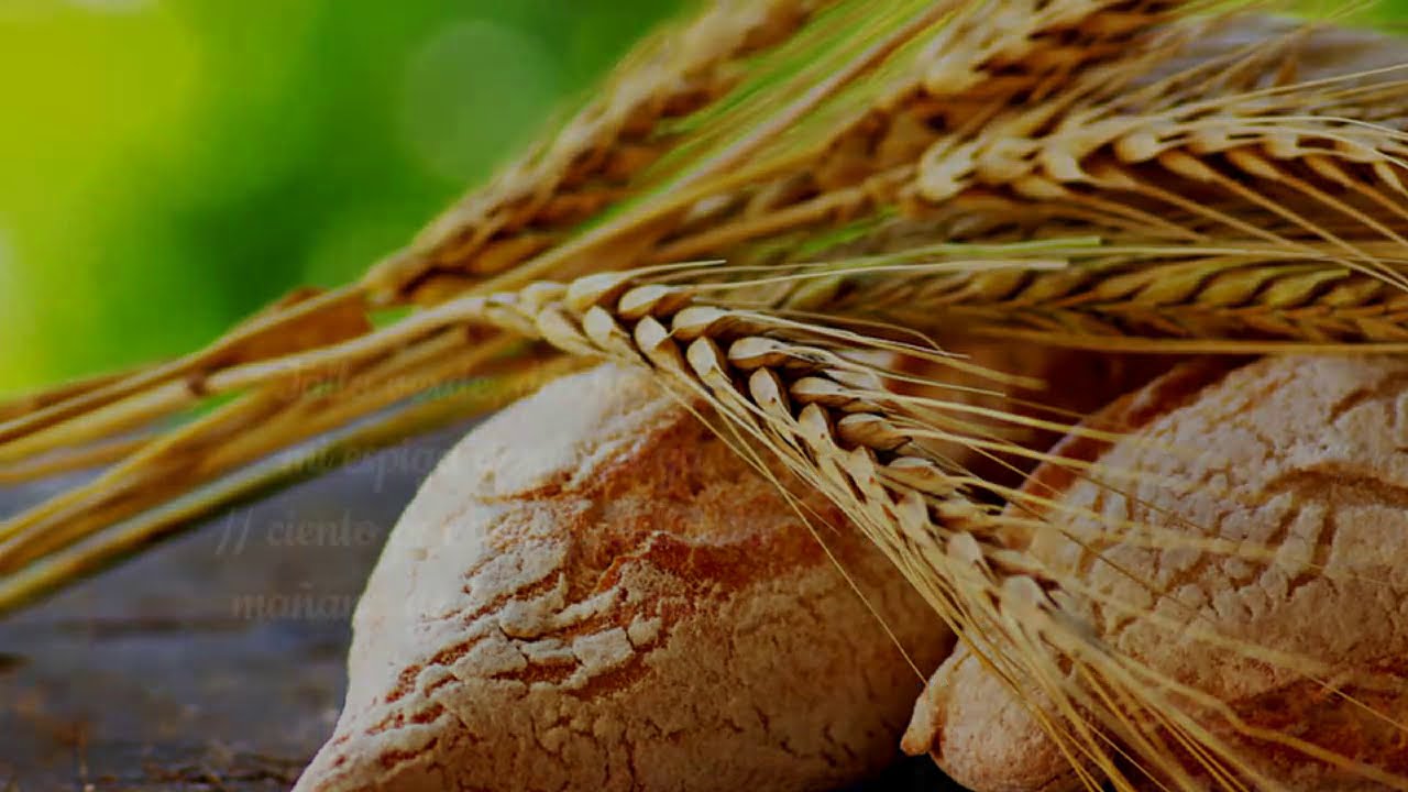 ZAMBA DEL GRANO DE TRIGO