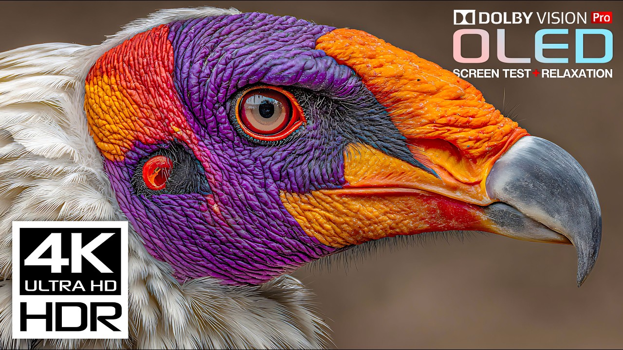 You Must See: Stunning 4K HDR Dolby Vision 120FPS (Perfect for 8K/4K TVs)