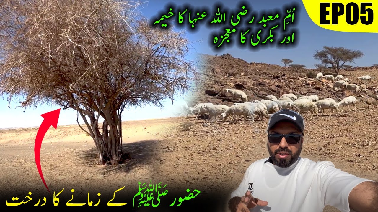 Hijrat Ka Safar | EP 05 | Mojiza Umme Maabad R A ki Bakri Aur Huzoor S.A.W. ka Husn