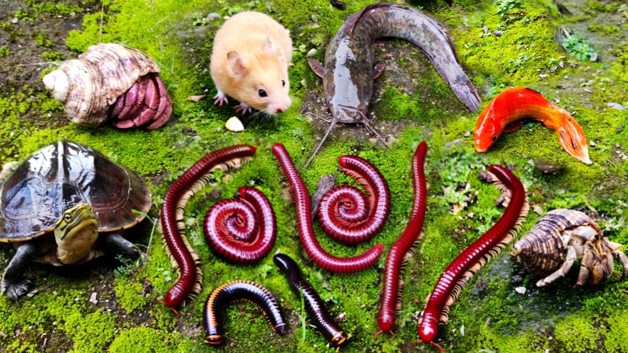 Hunting millipede dan ikan lele, kelomang, kura-kura, hamster, ikan hias, ikan koi komet, ikan betok