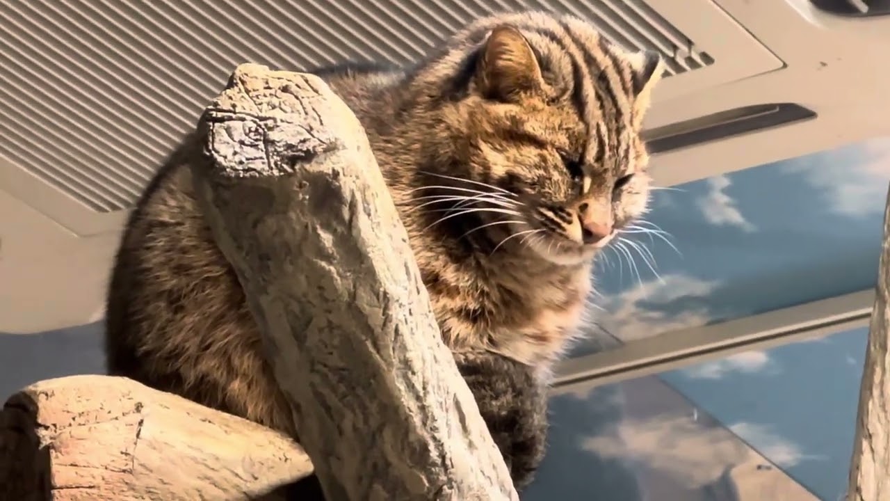 アンズちゃん♪ アムールヤマネコ　那須どうぶつ王国にて　2024年12月8日