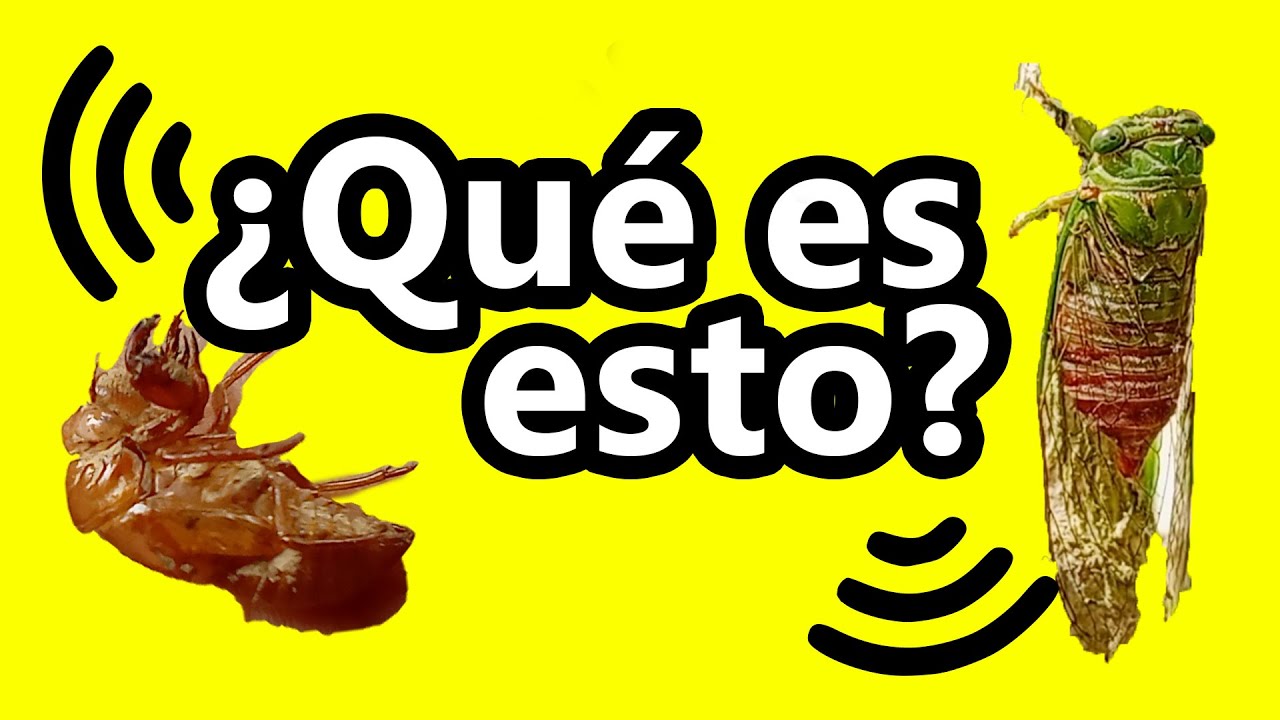 ▶ &iquest;Qu&eacute; es ese sonido? El misterio de los cafetales de Costa Rica