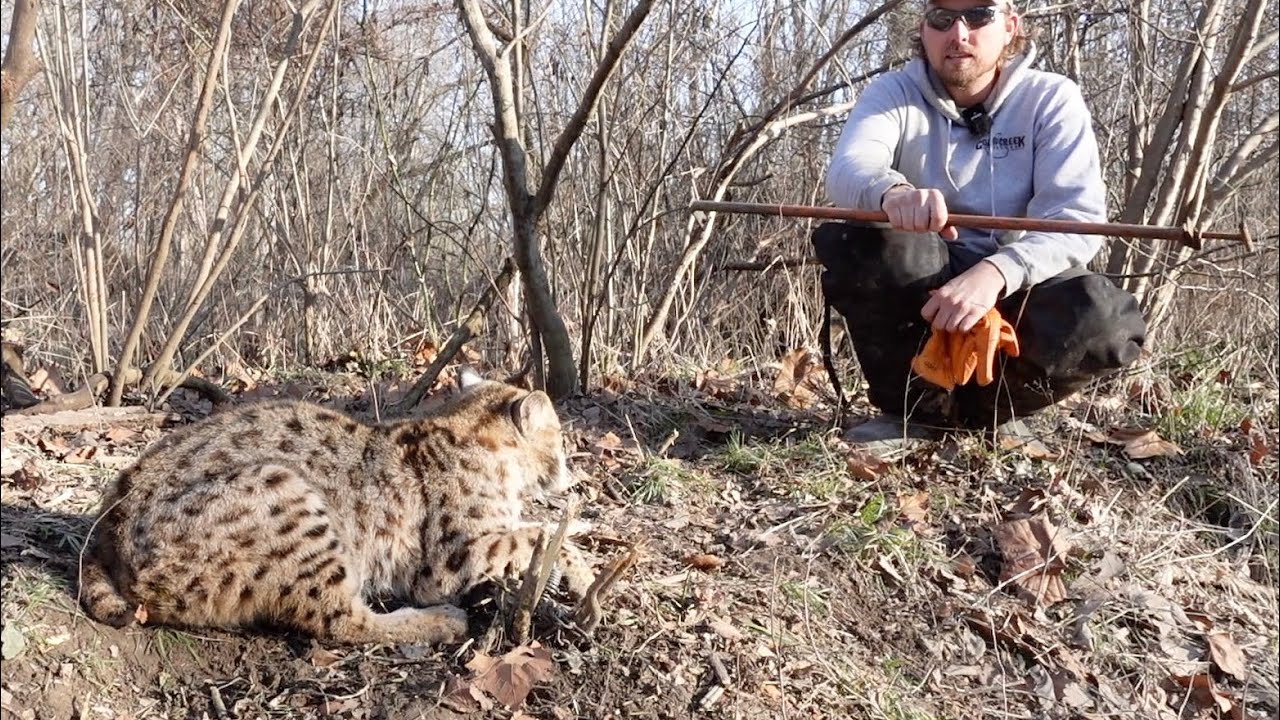 Как освободить рысь из ловушки (с помощью удочки-ловушки)