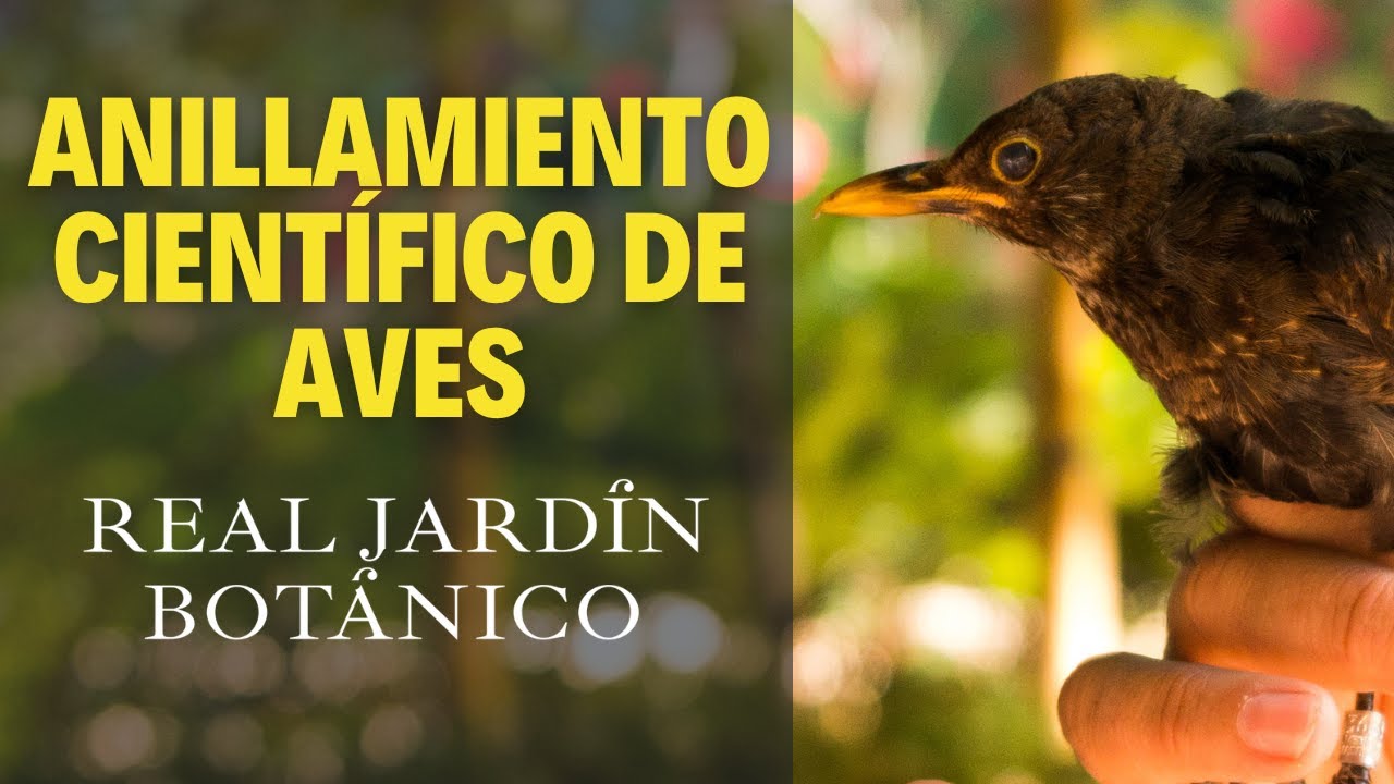 Anillamiento cient&iacute;fico de aves en el Real Jard&iacute;n Bot&aacute;nico