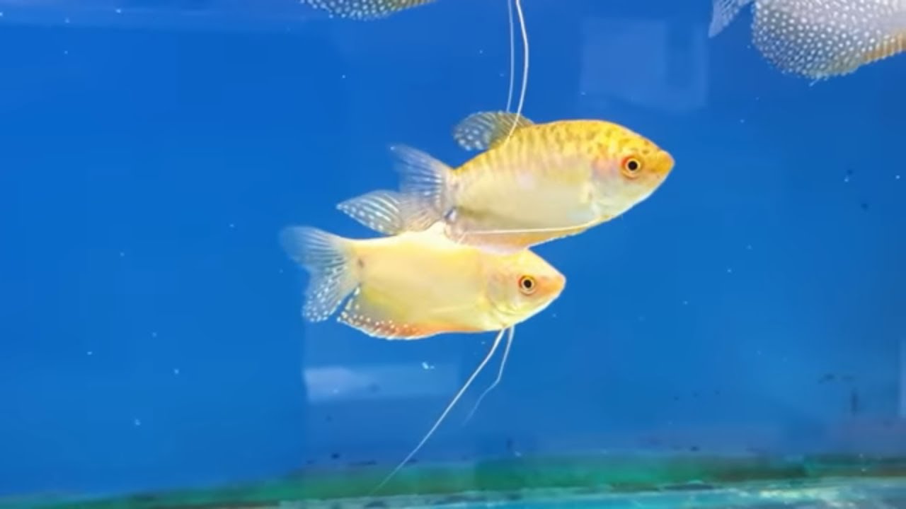 HOW TO BREED GOLD GOURAMI FROM SPAWNING TO FREE SWIMMING
