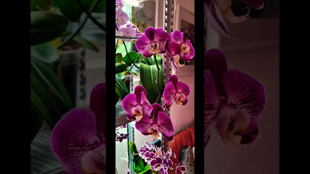ОРХИДЕИ БЕЗ ГРАНИЦ🌏🌸🌺 ИЗРАИЛЬ частная коллекция