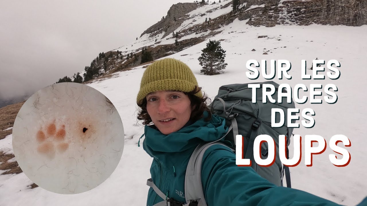Sur les traces du loup ! 3 jours de rando itinérante dans le Dévoluy