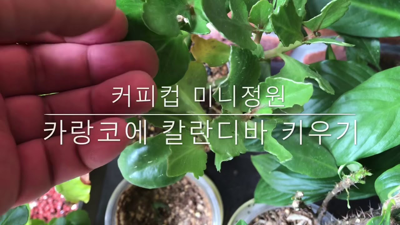 카랑코에 칼란디바 다육식물 세상에서 가장 예쁘ㄱㅔ 키우는 방법