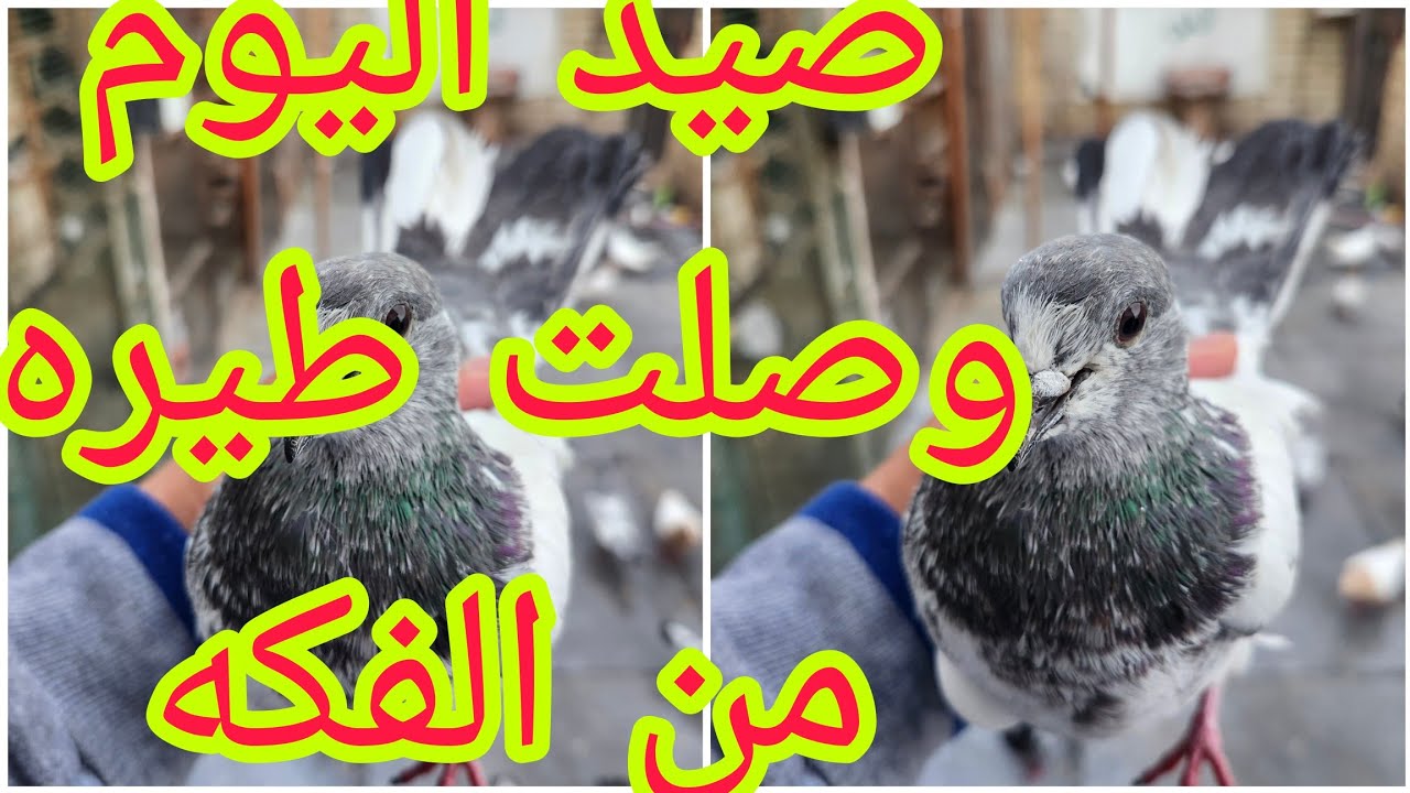 صيد اليوم 🥰وصلت طيره من مالات الفكه😍الاحمر الاعور يكلون من النجف طاب لبغداد صاحبه يكول واليوم نتاكد@