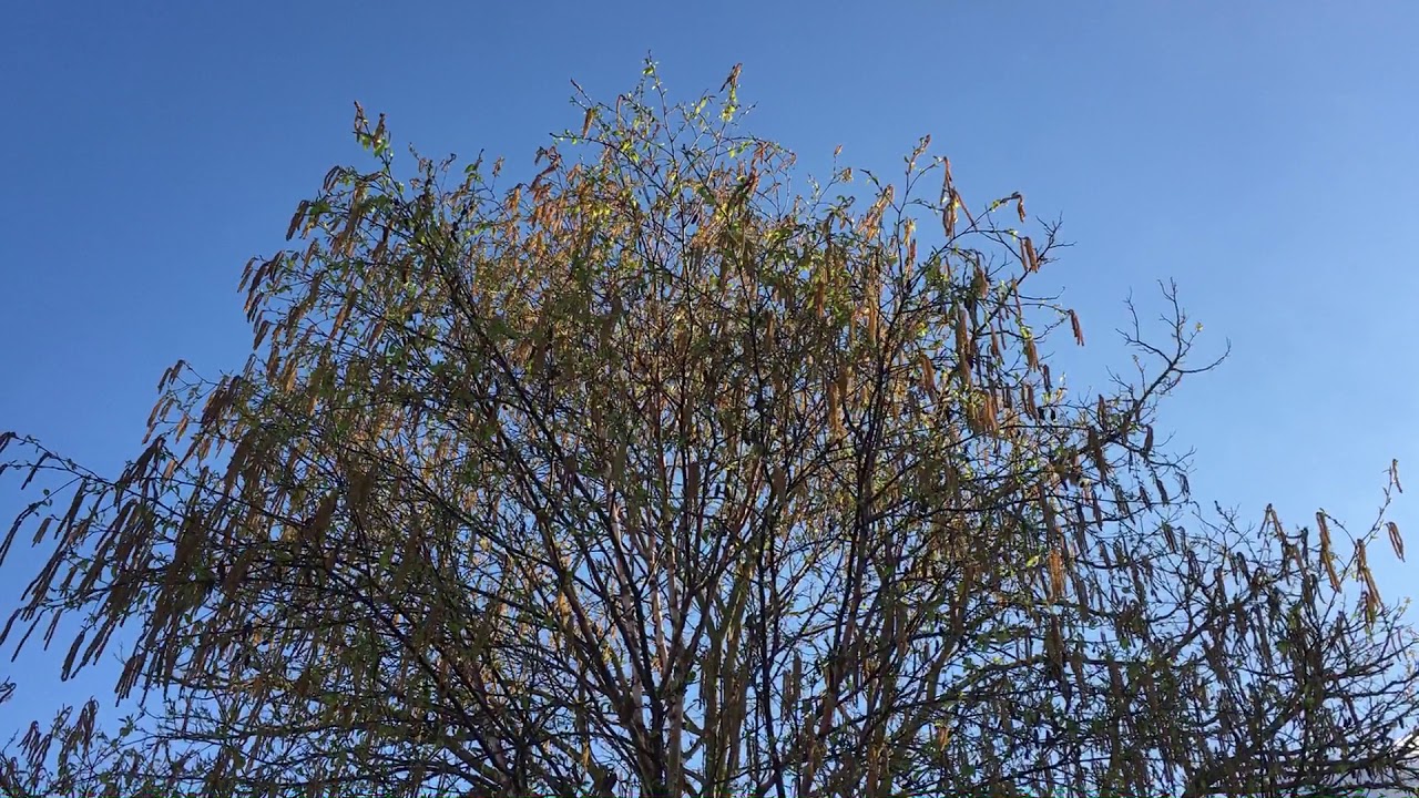 Downy Birch (Betula pubescens) - crown - April 2018
