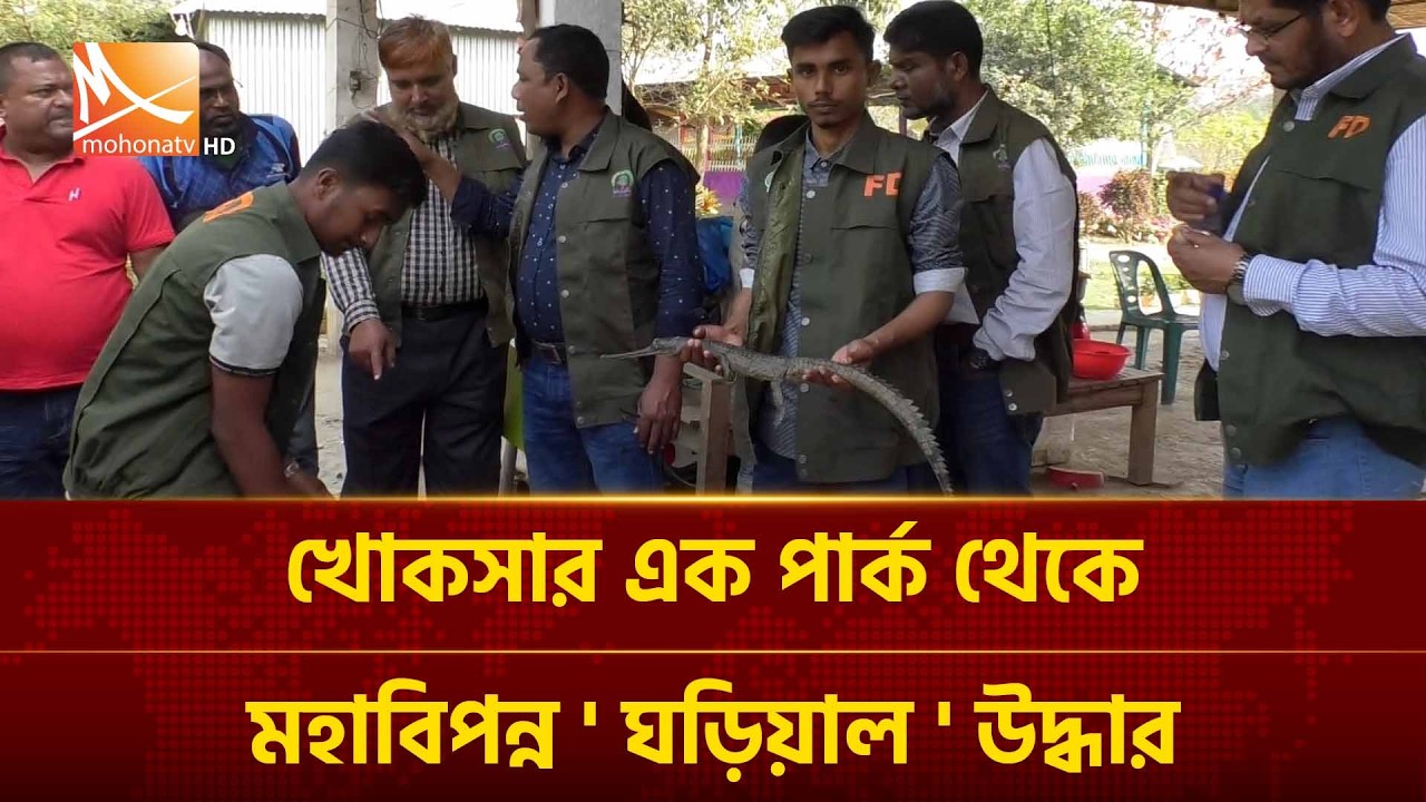 খোকসার এক পার্ক থেকে মহাবি'প'ন্ন ' ঘড়িয়াল ' উদ্ধার | Mohona TV