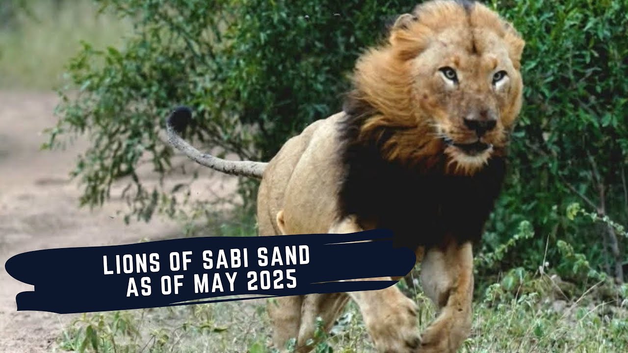 TUMBELA MALE HAS DIED - SOUTHERN AVOCA - XIMUNGWE - LIONS OF SABI SAND EPISODE 24