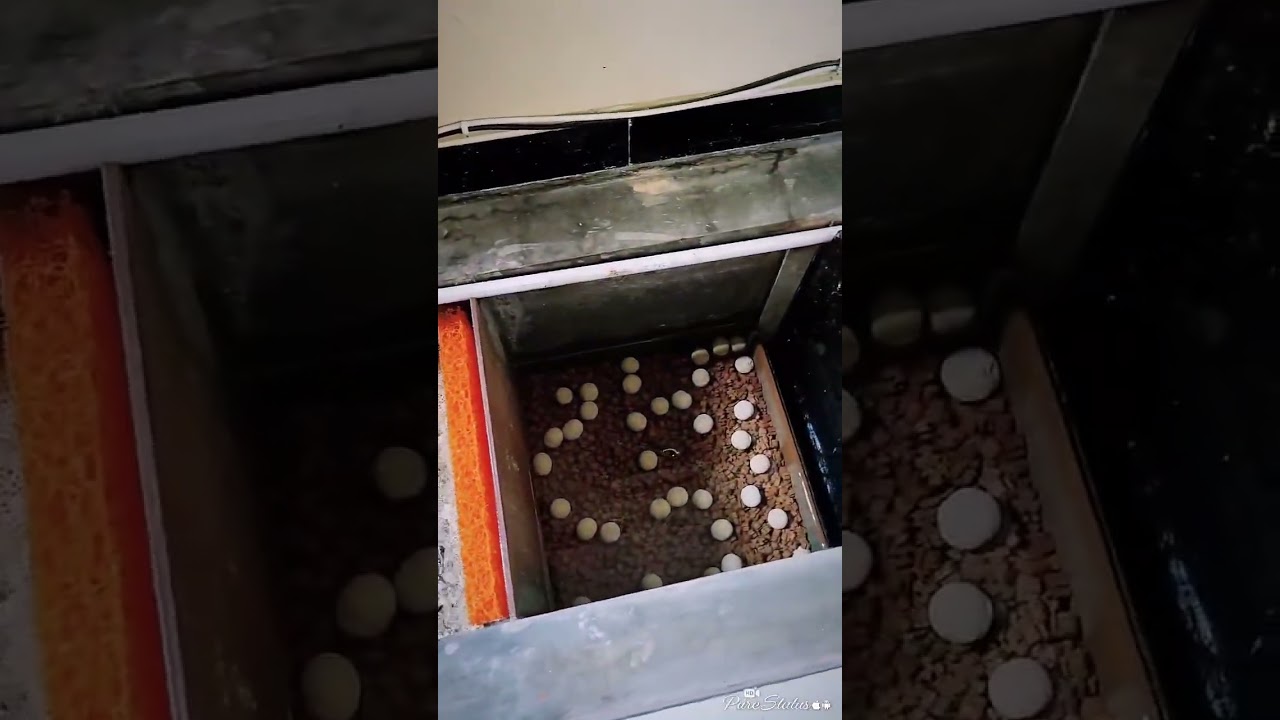 Media Filter Kolam Koi Agar Air Sehat