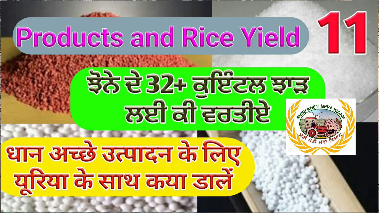 How we can get higher Yield from Rice (ਵੱਧ ਝਾੜ ਲਈ ਕਿਹੜਾ ਪੋ੍ਡਕਟ ਬੈਸਟ ਹੈ) Shergill Markhai