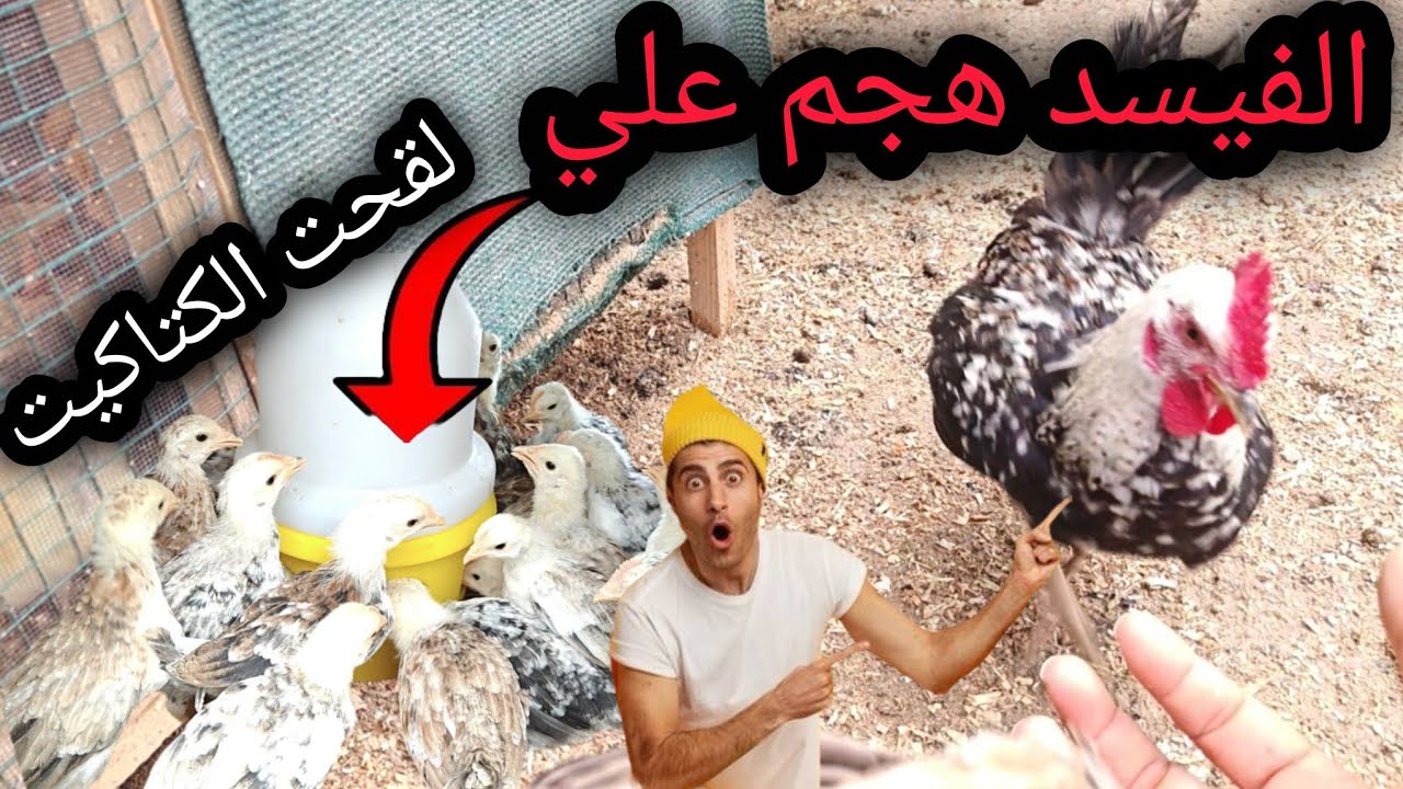 فحصت بيضات ام كرعه🐔لقحت💉الكتاكيت🐣فاضت المحميه🙉