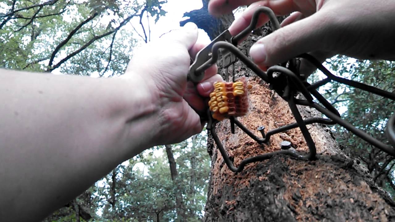 How to set a conibear 110 for squirrell.
