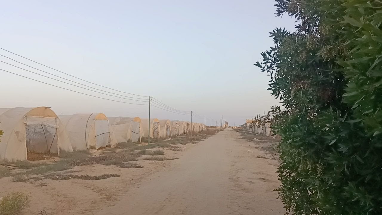 مزرعة ضخمة للايجار انتاج حيواني – انتاج داجني – صوب زراعية علي الاسفلت مباشر اسكندرية الصحراوي