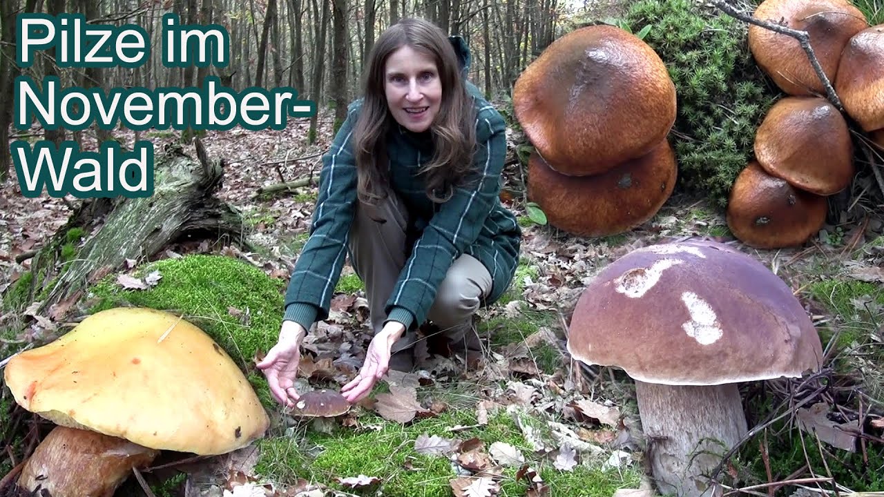 Speise-Pilze im Novemberwald