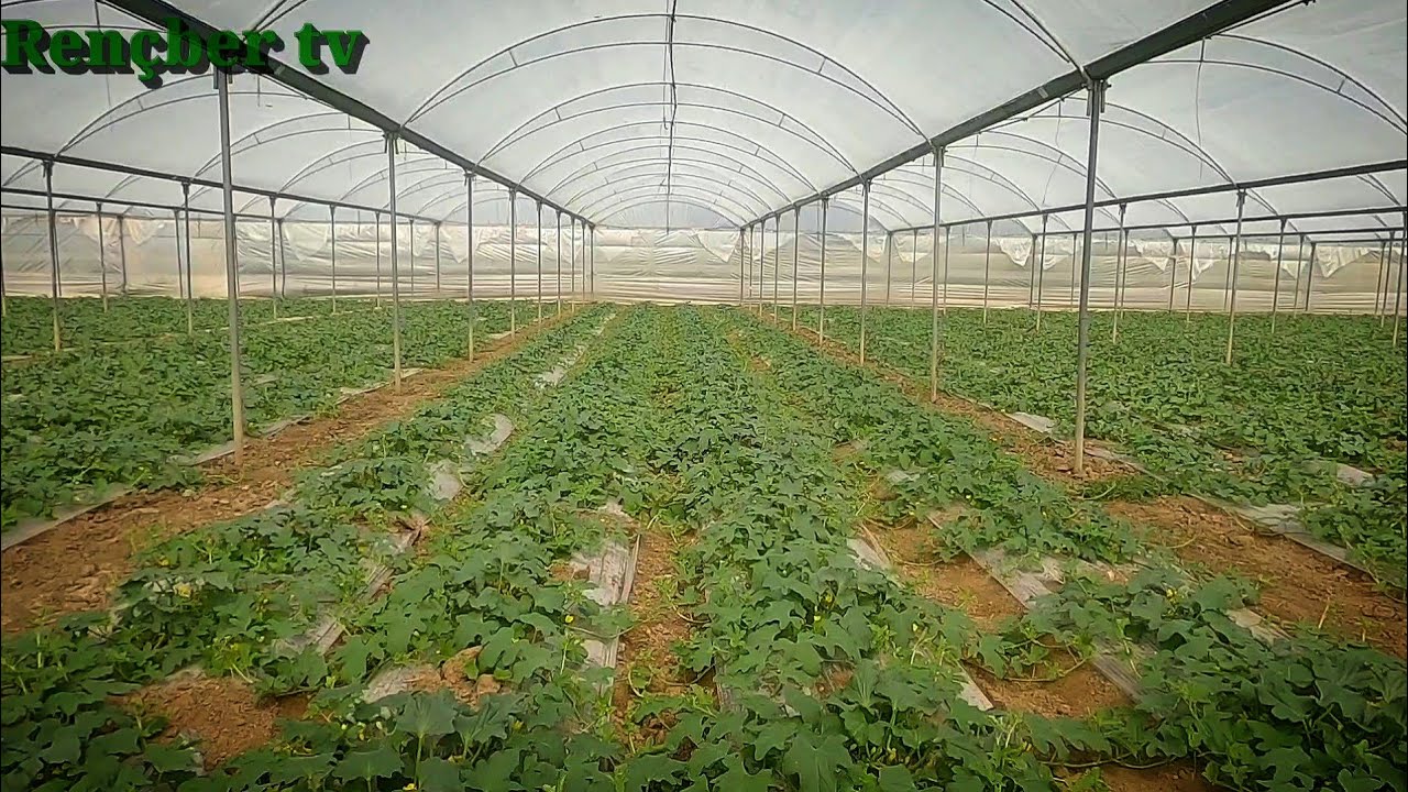 KAVUN SERASI MEYVE TUTUMU HAVALANDIRMA VE GÜBRELEME SORUNLARI VE ÇÖZÜMLERİ