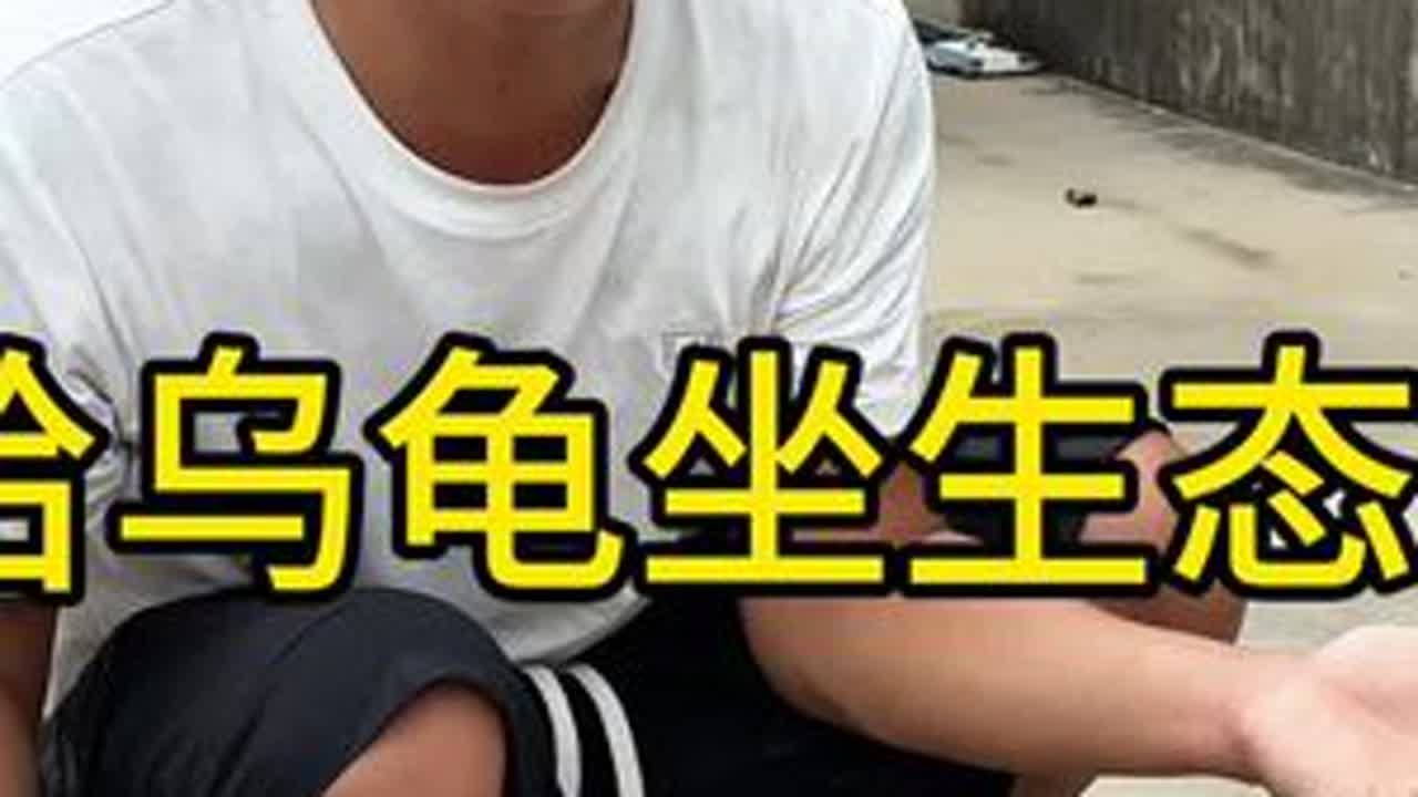 自己动手给乌龟做一个生态缸 