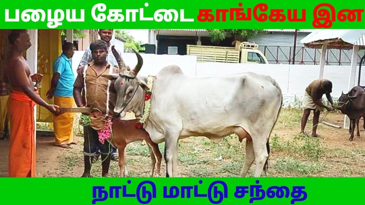 kangayam mattu santhai/kangayam kalai/kangayam cow/காங்கேயம் மாட்டு சந்தை..