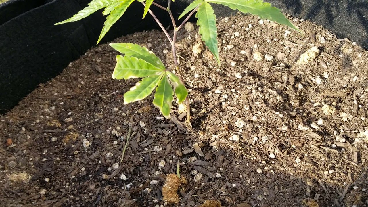 CV GROWN FARMZ soil mix. These organic ingredients will produce results. Faster vegetative growth.