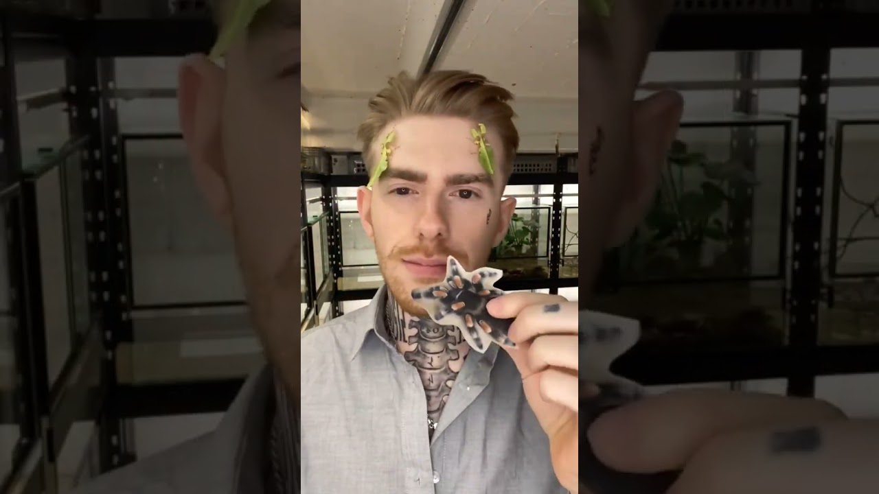 Which animals should I get next? #animals #scary #spider tiktok: Adrian Kozakiewicz