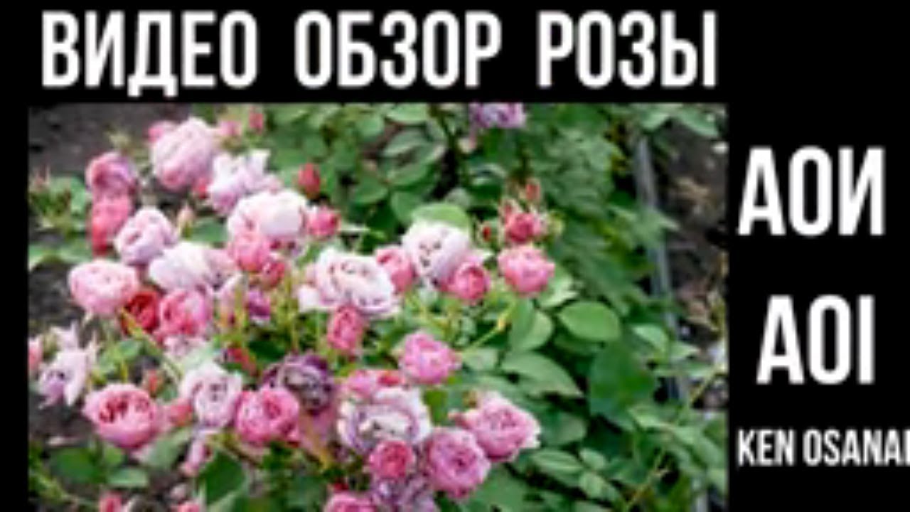Видео обзор розы Аой - Aoi (Ken Osanai  Япония, 2008)