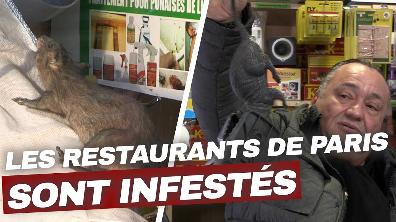 Les villes françaises envahies par les rats ! | Enquête Choc