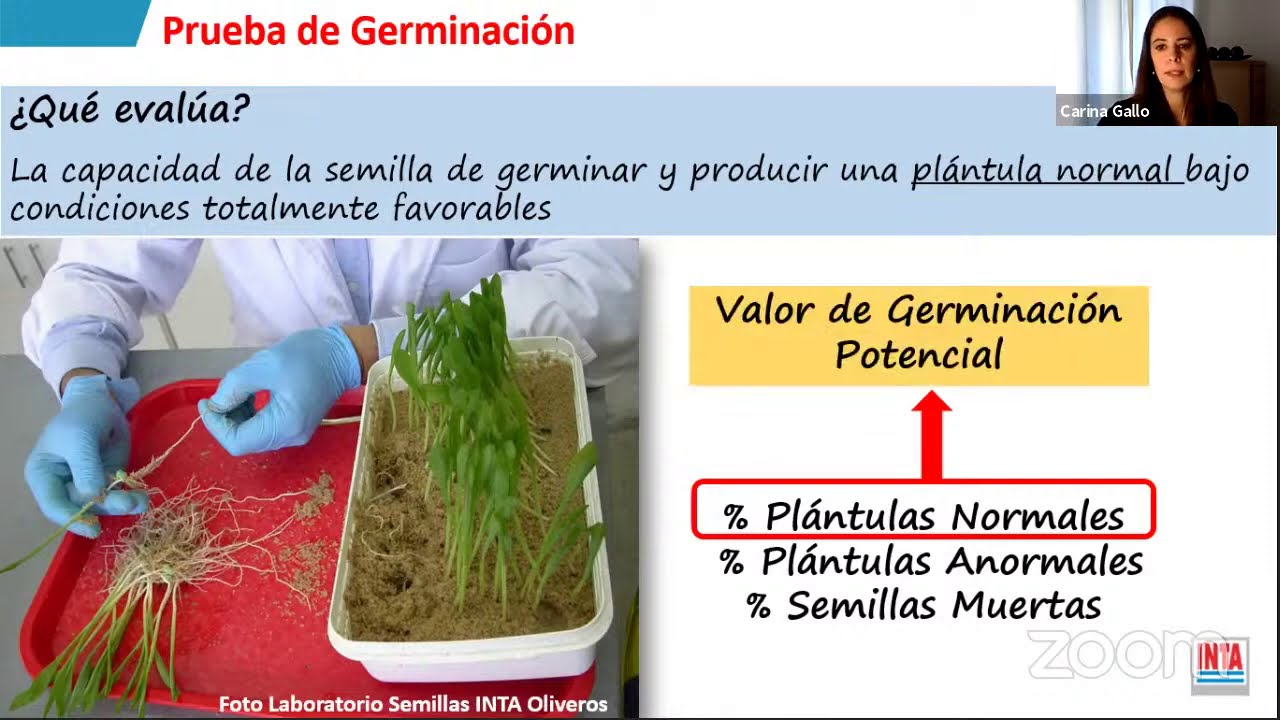 Ciclo de charlas virtuales: Análisis de semillas de maíz