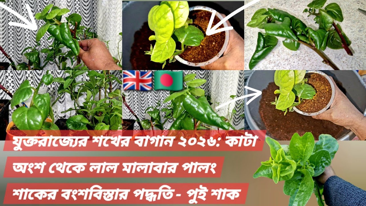 UK Hobby Gardening 2026: Red Malabar Spinach Propagation Methods from Cuttings - Lal Pui Shak
