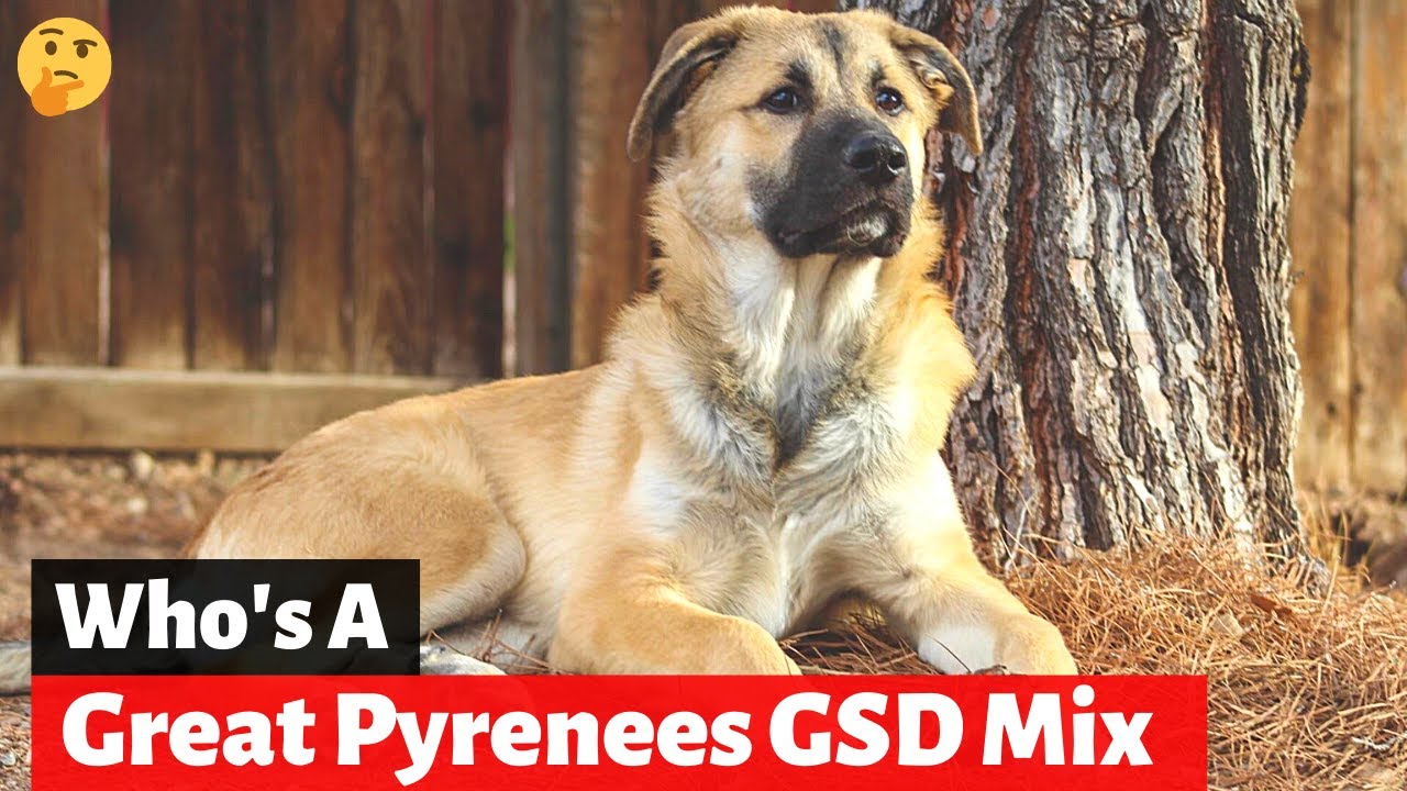 Should you get A German Shepherd Great Pyrenees Mix-Breed (Shepnees)?
