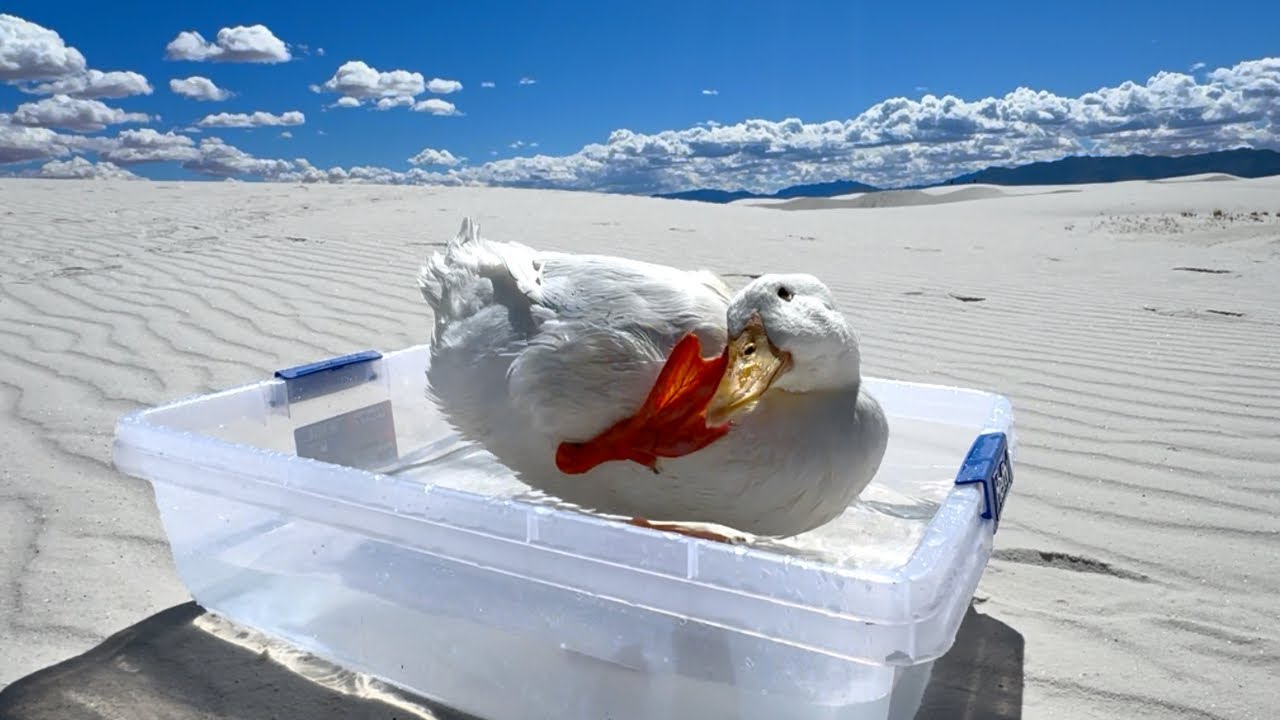 I took my duck to White Sands