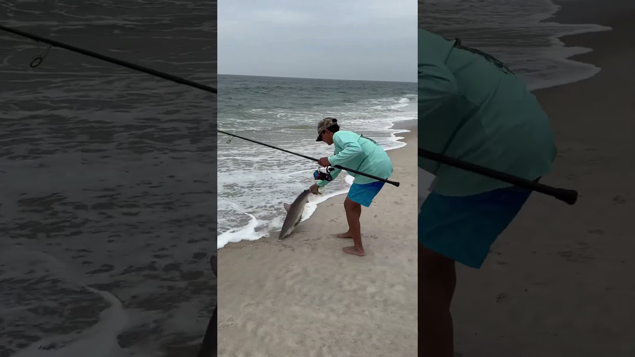 Sandbar shark wrangling jones beach long island #sharkfishing #shark #longisland