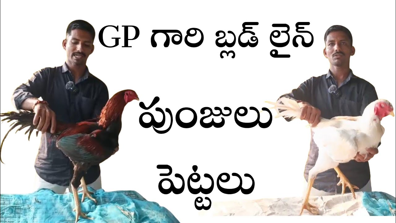 Gp గారి లైనజి భీమవరం కోళ్లు #98489 99651 #khrfarms #bhimavaram #mettavaatam 