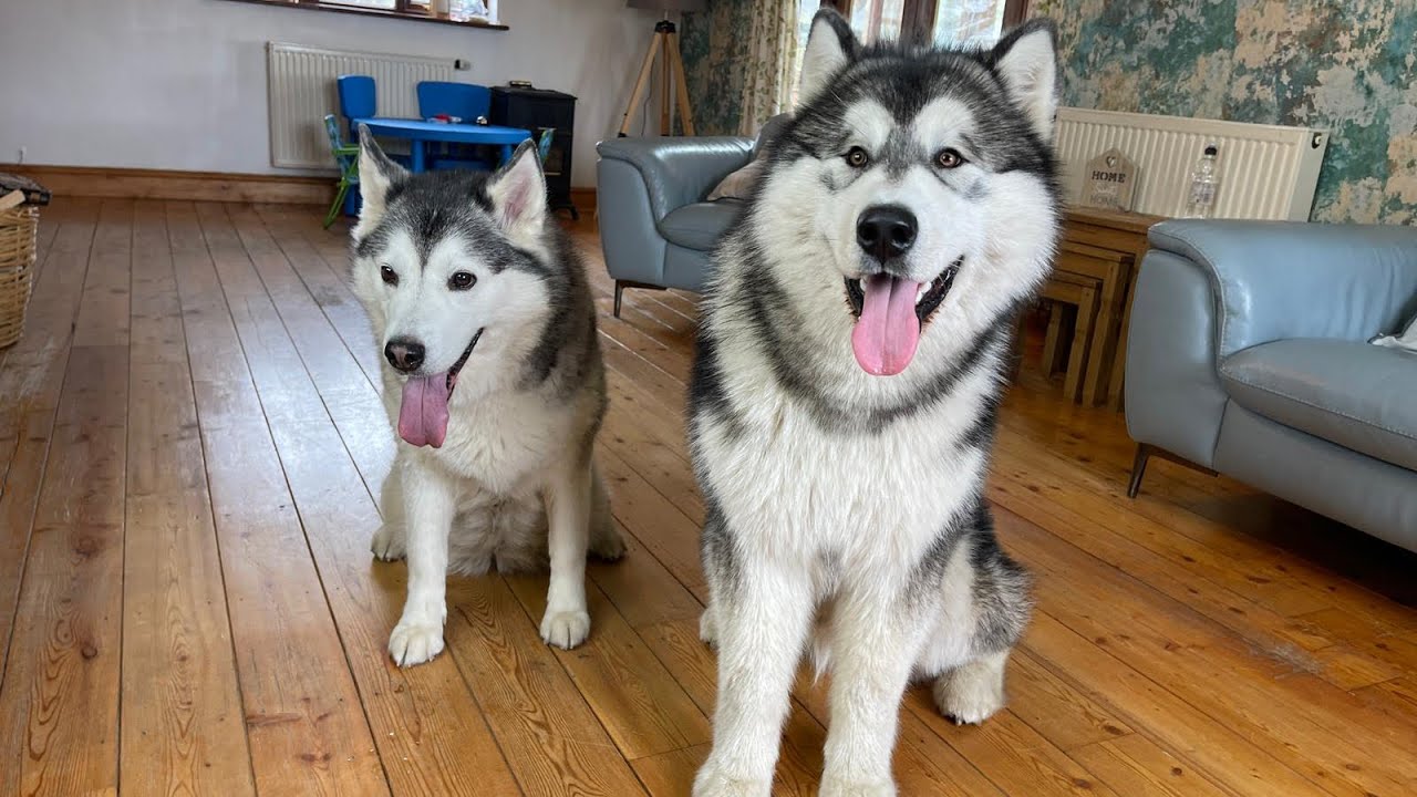 When Teddy Met Millie For The First Time! (Super Cute!)