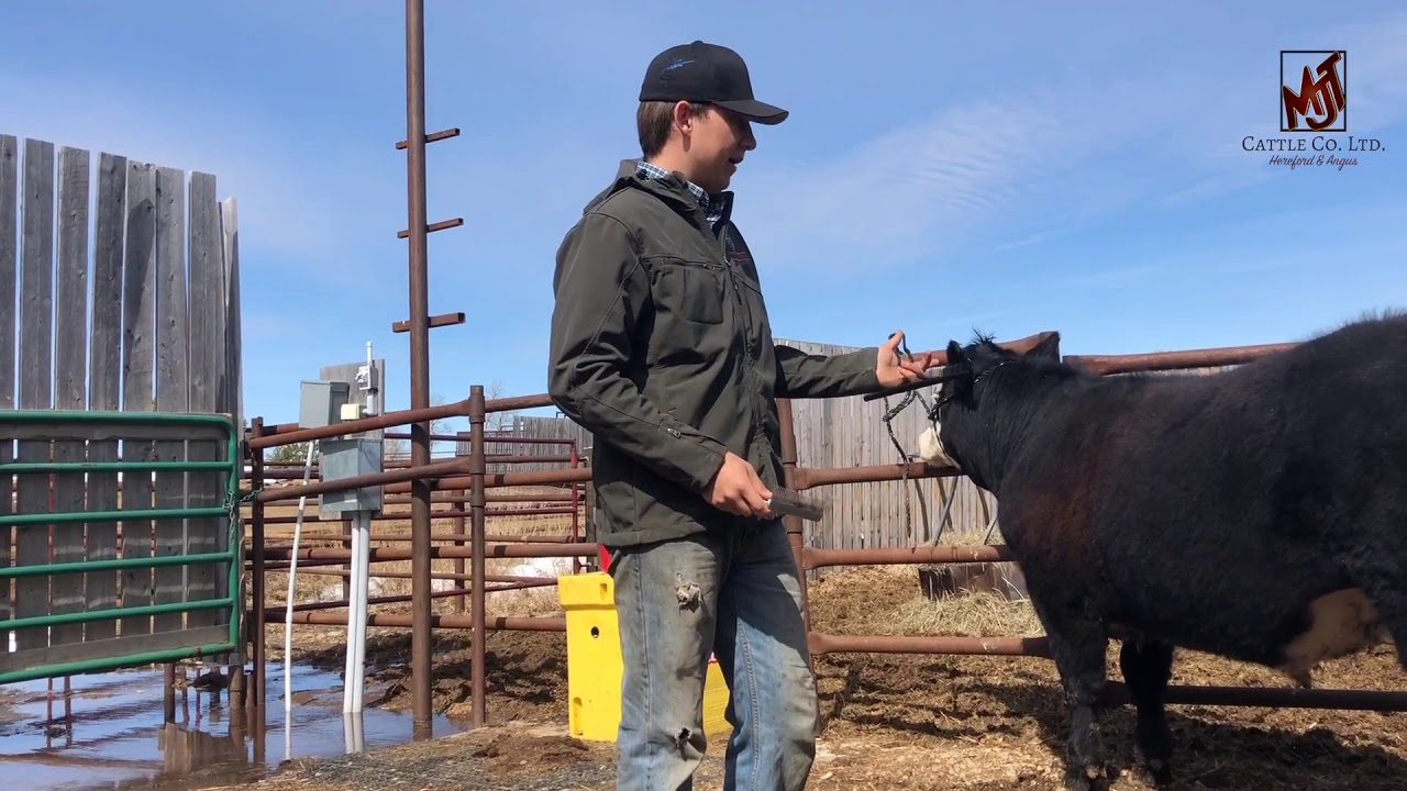 How to wash your Show Cattle - pt 1 getting ready