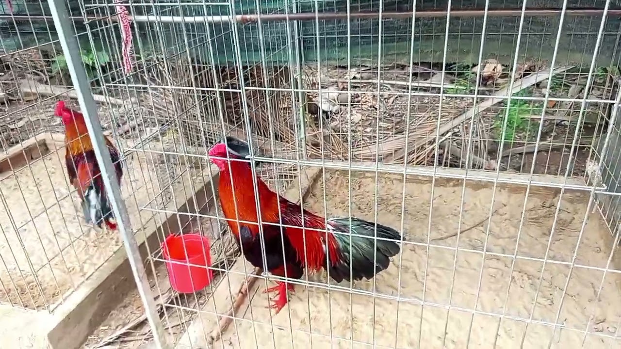 28 _ 02 tóp gà chơi liền ae tham khảo 