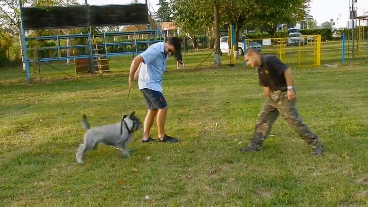 Standard Schnauzer Salt and Pepper Basic Traning CAL1/CAL2 (Pepe, 11 months old) [1]