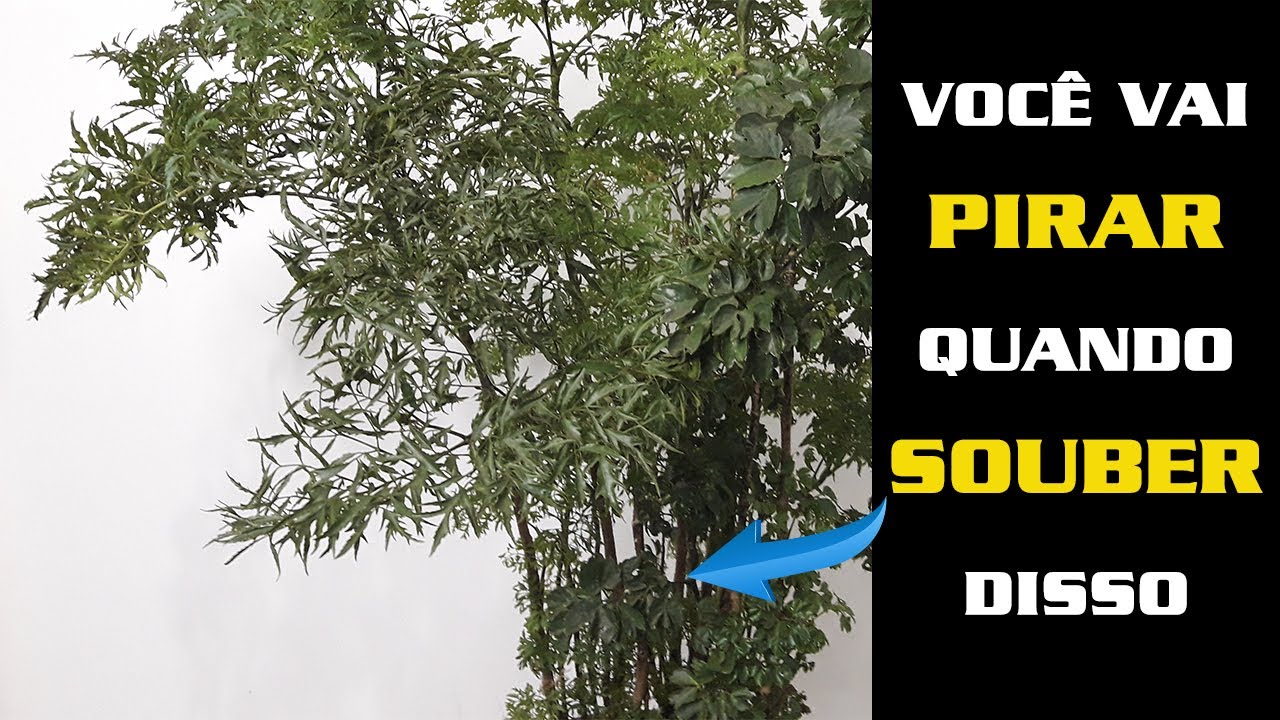 Árvore da Felicidade. Não tenha Árvore da Felicidade sem antes de ver esse vídeo.