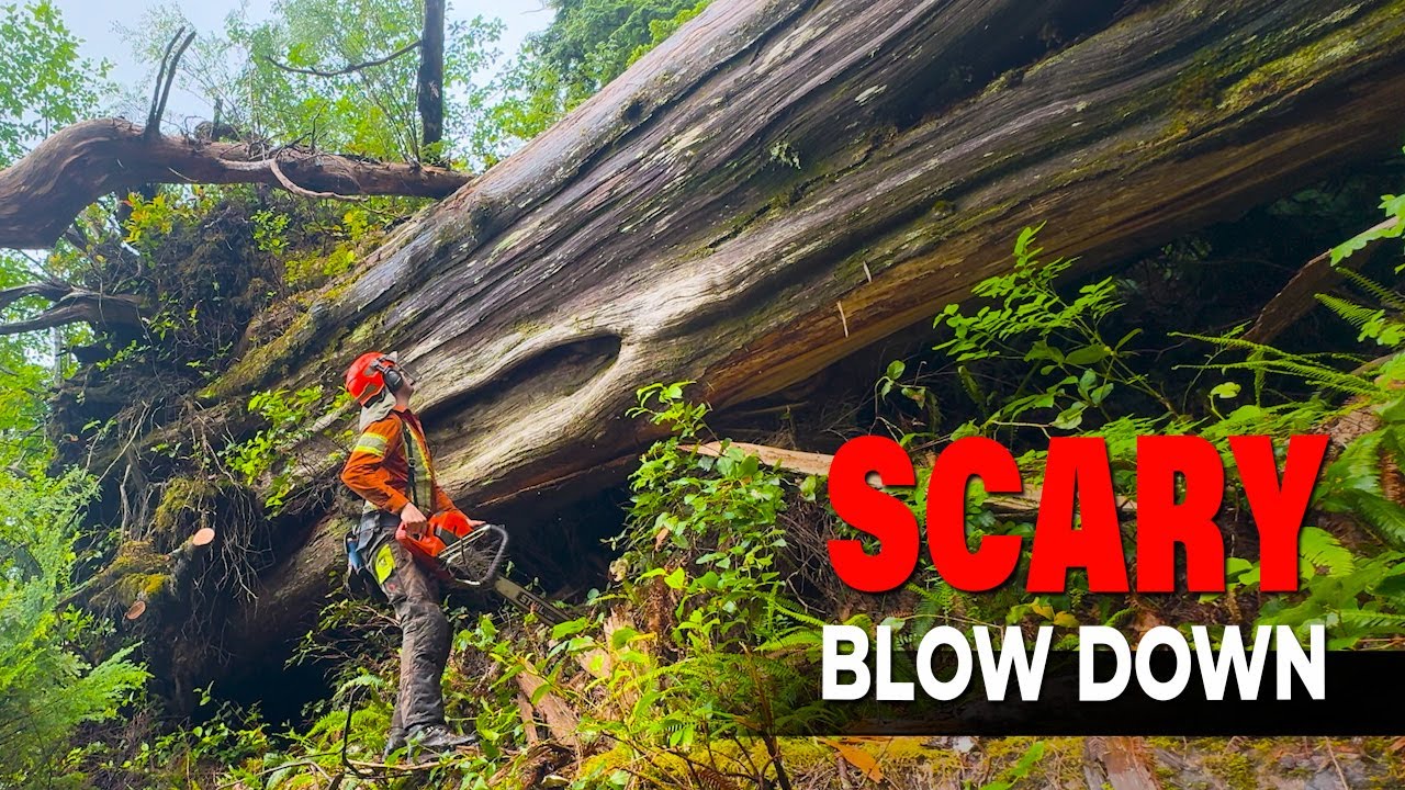 127. Busy Day Cuttin’ Trees | Big Blowdown