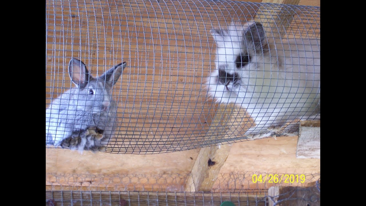 Miniature Rabbits in Man made Above Ground Tunnels
