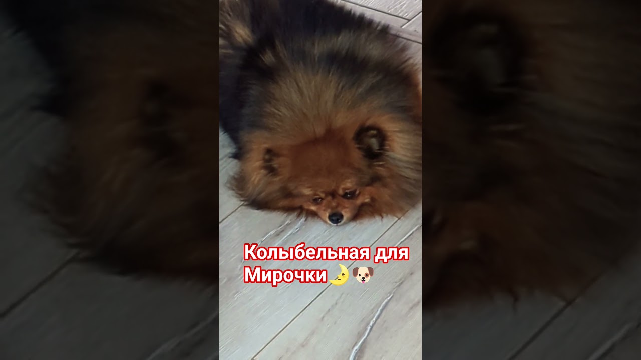 собаченька устала 