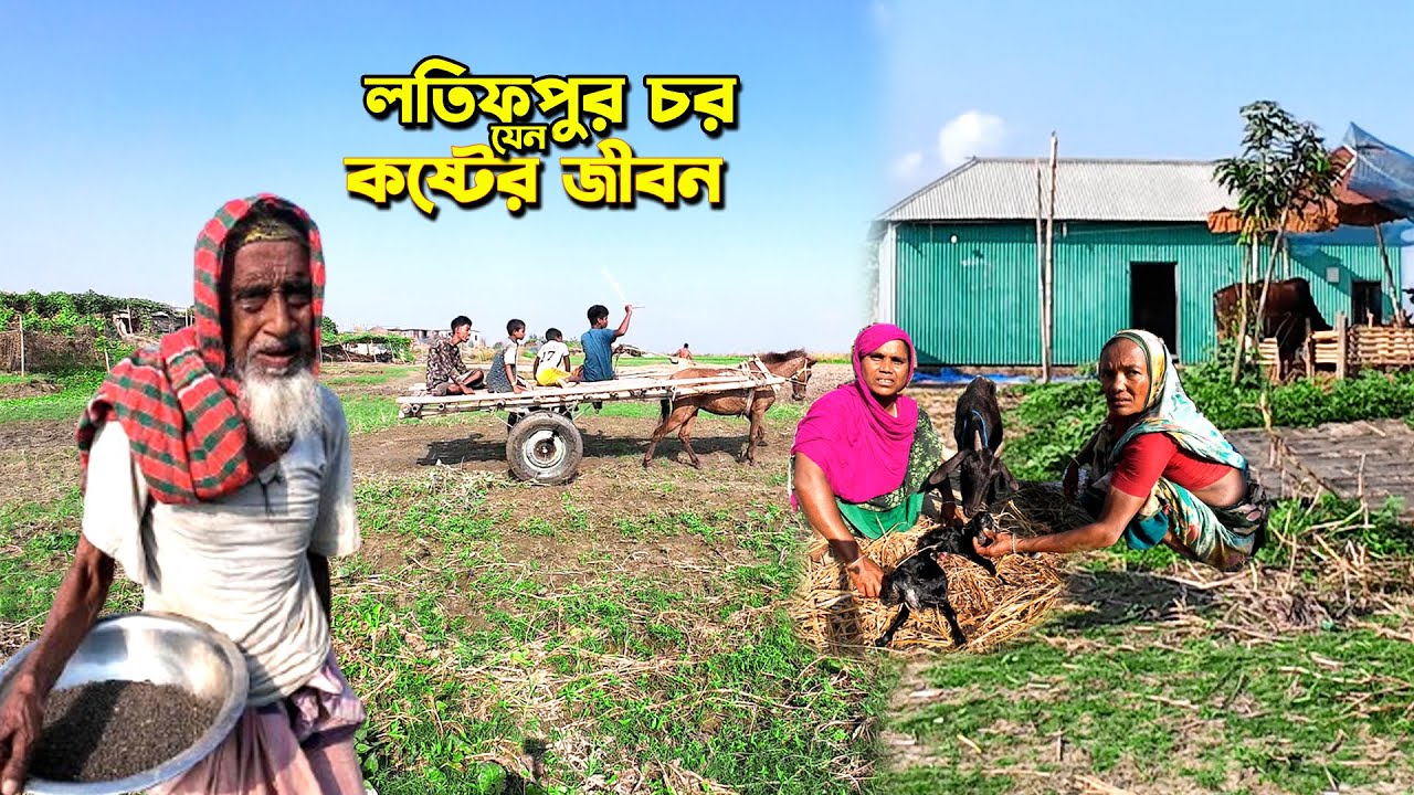 লতিফপুর চরের মানুষের সুখ দুঃখের গল্প।Latifpur Char Village Life bd. Rural life.
