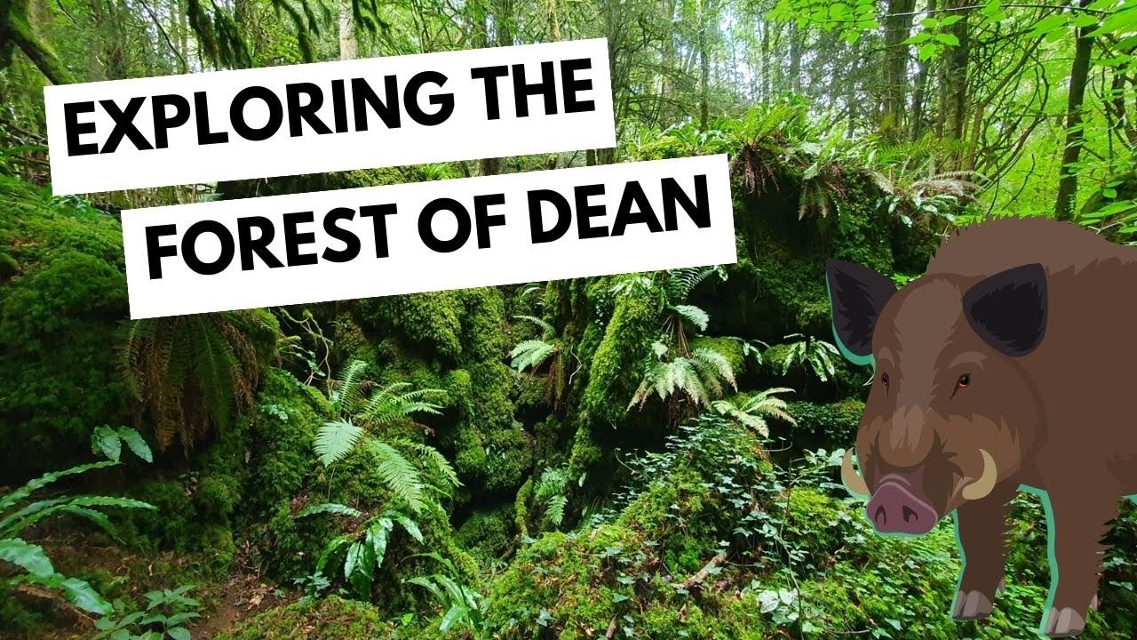 Wild Boar and Pine Martens in the Forest of Dean - Nature Diaries