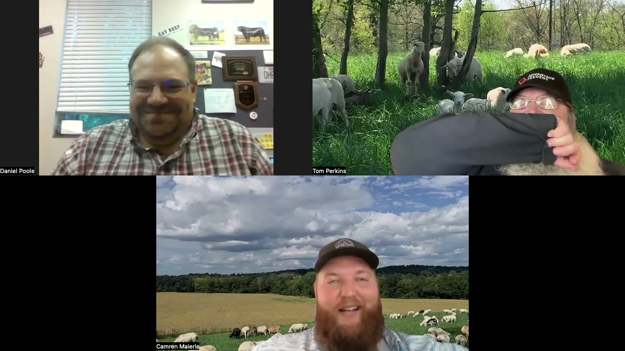 Ep 85 Using CIDRS in Sheep