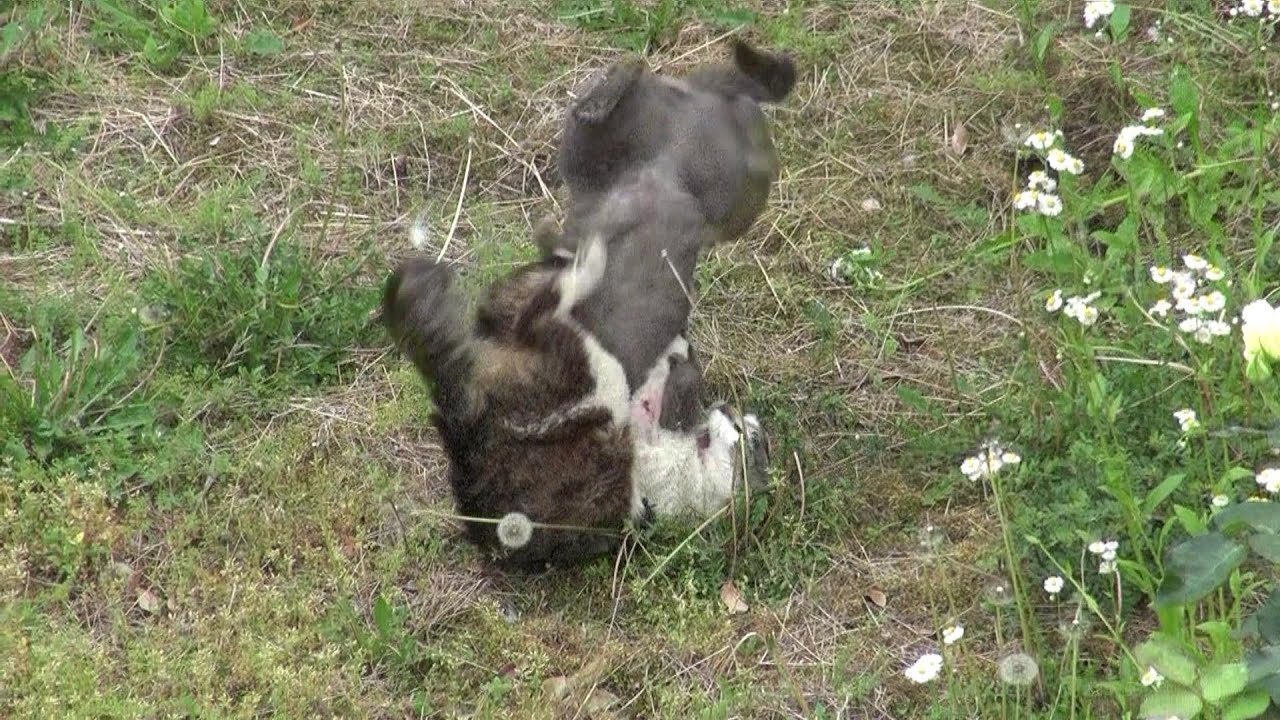 Cat Fight HD 猫の喧嘩