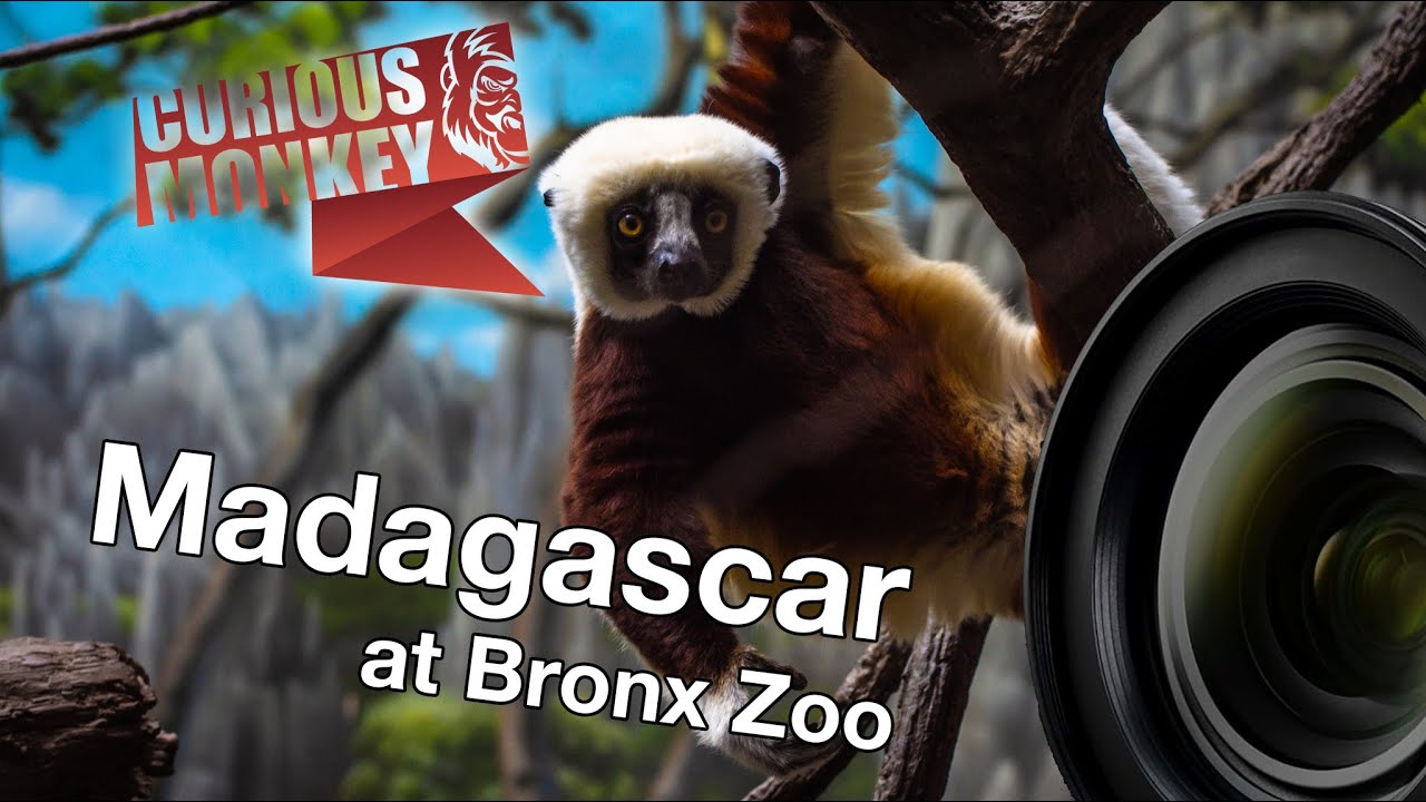 Bronx Zoo - Madagascar