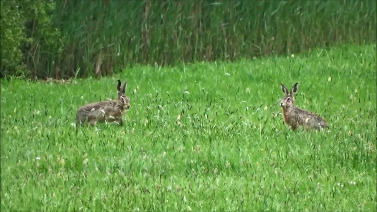 Buzzard attacks hare / Buizerd valt Haas aan (Buteo buteo, Lepus Europaeus)